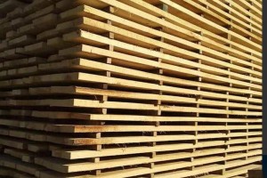 临颍优浩白杨木是什么木材做的材料