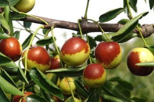 枣树病虫害的防治与用药及枣树的主要价值