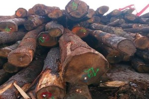 欧洲协会呼吁限制橡木原木出口