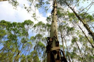 科技创新助力广西桉树成为国产木材冠军树种
