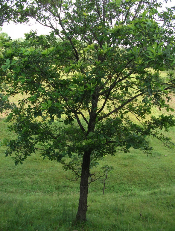 栎木是什么树种及栎木家具的缺点和优点是什么价格