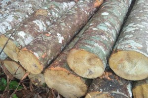 印度尼西亚将加大向中国等木材出口力度
