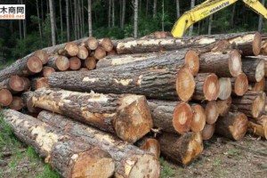 巴西松木锯材出口额增长 8.5%