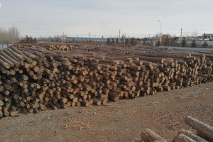 外组织：俄木材经中国转运至欧盟