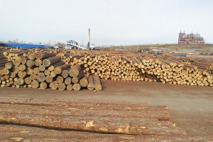 国际调查组控诉俄木材途径中国进入欧盟