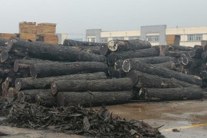 2023年安徽宿州市林业总产值突破750亿元