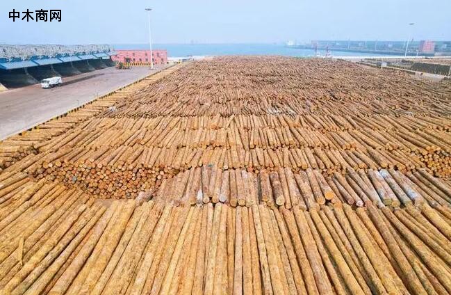 日照港多举措保质提效跑出木材卸船效率