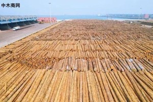 日照港多举措保质提效跑出木材卸船效率