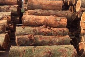 广西鹿寨县现有各类林木加工企业82家