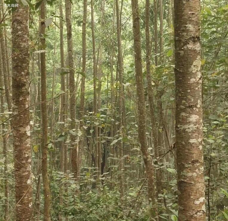 水冬瓜木价格行情