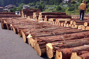 2024木材市场情况分析