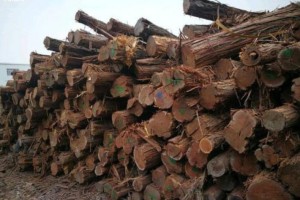 澳大利亚增加对中国的原木出口