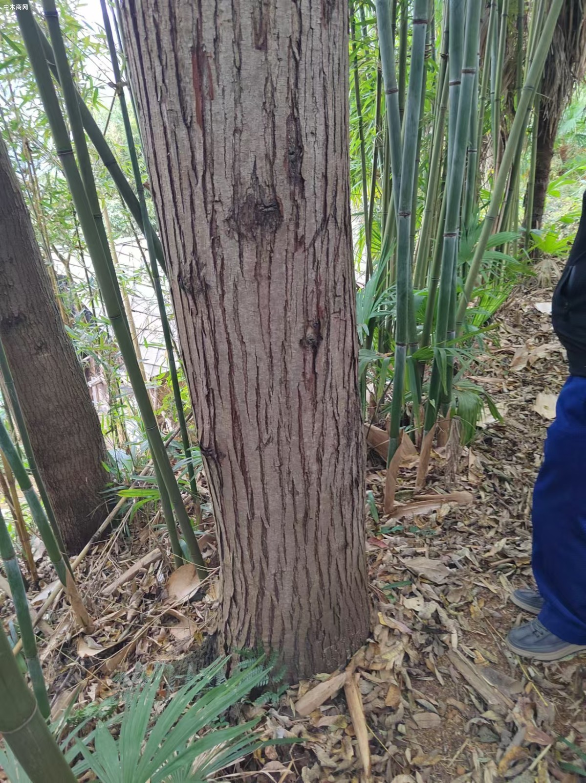 大量出售贵州本地红椿木原木